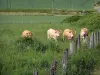 Regionaler Naturpark Loire-Anjou-Touraine - Vier Kühe in einer Wiese und Felder im Hintergrund, im Tal Manse
