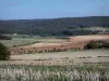 Regionaler Naturpark der Montagne de Reims - Felder, Bäume, Strasse und Wald der Montagne de Reims