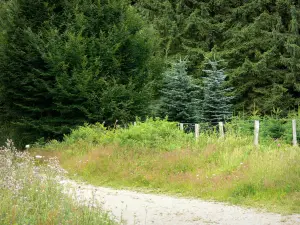 Regionaler Naturpark des Morvan - Weg gesäumt von Wildblumen und Bäumen