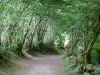 Regionaler Naturpark des Morvan - Weg gesäumt von Bäumen
