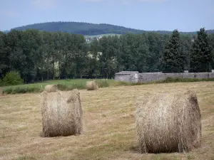 Regionaler Naturpark Normandie-Maine - Heubündel auf einem Acker, und Bäume im Hintergrund