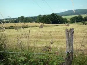 Regionaler Naturpark Normandie-Maine - Zaun vorne, und Feld mit Heuballen