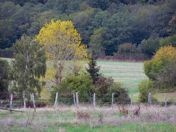 Regionaler Naturpark des Perche - Weide, Zaun, Sträucher, Bäume und Wald