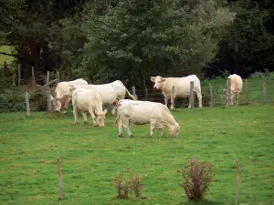 Regionaler Naturpark des Perche - Weisse Kühe in einer Wiese