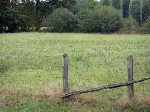 Regionaler Naturpark des Perche - Einzäunung,  Grünland (Weide) und Bäume