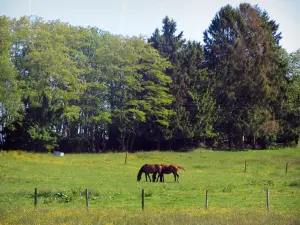 Regionaler Naturpark Périgord-Limousin - Pferde in einer Wiese und Bäume