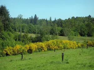 Regionaler Naturpark Périgord-Limousin - Prärie, blühender Ginster, Sträucher und Wald (Bäume)