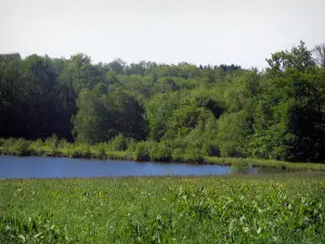 Regionaler Naturpark Périgord-Limousin - Feld, Teich und Bäume
