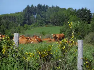 Regionaler Naturpark Périgord-Limousin - Blühender Ginster, Einzäumung, Kühe Limousin in einer Wiese und Bäume