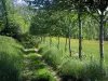 Regionaler Naturpark Périgord-Limousin - Weg, gesäumt von Bäumen und Wiese bestreut mit wild wachenden Blumen