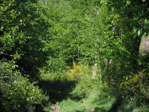 Regionaler Naturpark Périgord-Limousin - Blühender Ginster und Bäume