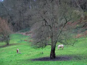 Regionaler Naturpark der Schleifen der normannischen Seine - Pferde in einer Wiese und Bäume