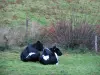 Regionaler Naturpark der Schleifen der normannischen Seine - Kühe in einer Weide