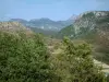 Regionaler Naturpark Verdon - Bäume im ersten Plan, Garrigue, Wälder und kleine Berge