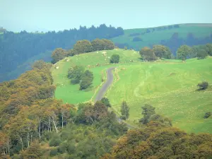 Regionaler Naturpark der Vulkane der Auvergne - Strasse gesäumt von Weideland und Bäumen, im Sancy-Massiv (Berge Dore)