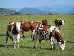 Regionaler Naturpark der Vulkane der Auvergne - Kühe in einer Wiese (Weide)