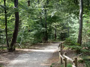 Reims mountain Regional Nature Park - Verzy forest (forest of the Reims Mountain): footpath lined with trees