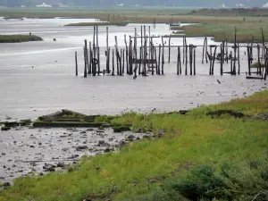 Reserva Natural de la bahía de Aiguillon - Las pilas, agua y sal prados