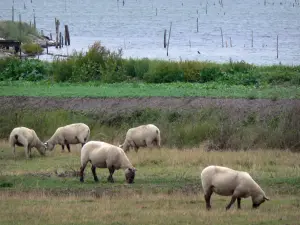 Reserva Natural de la bahía de Aiguillon - Sal prado con las ovejas, el agua y pilas