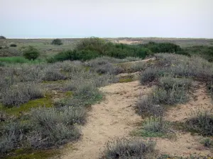 Reserva Natural de la bahía de Aiguillon - La vegetación y las flores silvestres de la punta de Aiguillon