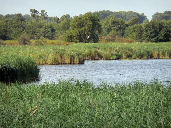 Reserva natural de Chérine - Cañas (cañas), los Ricot estanque y los árboles en el Parque Natural Regional de la Brenne