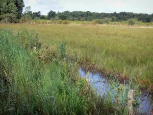 Reserva natural de Chérine - Cañas (juncos) y las praderas en el Parque Natural Regional de la Brenne