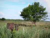 Réserve naturelle de Chérine - Panneau de la réserve naturelle de Chérine, roseaux, clôture, et arbre dans une prairie ; dans le Parc Naturel Régional de la Brenne