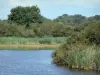 Réserve naturelle de Chérine - Étang Ricot, roselière (roseaux) et arbres ; dans le Parc Naturel Régional de la Brenne