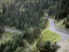 La Réserve Naturelle du Néouvielle - Massif du Néouvielle: Route bordée d'arbres