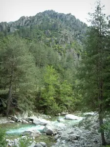 Restonica Gorges - Restonica torrent (river), trees and a mountain