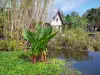 Réunion botanical garden - Pond with water lilies and plants of the estate; in the town of Saint-Leu