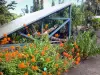 Réunion botanical garden - Flowering plants