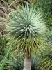 Réunion botanical garden - Cacti of the Succulents collection