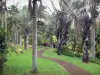 Réunion botanical garden - Palm collection