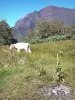 Réunion National Park - Mafate cirque: cow in the Tamarins plain