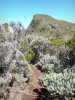 Réunion National Park - Volcanic mountains of the Piton de la Fournaise peak: Nez Coupé trail of Sainte-Rose