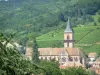 Ribeauvillé - Iglesia de San Gregorio y las casas de la ciudad, colina cubierta de viñedos y árboles en el fondo