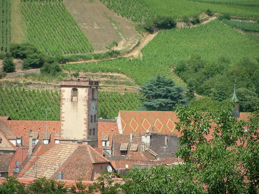 Ribeauvillé - Tour des Bouchers (ancien beffroi) et maisons de la ville, vignes en arrière-plan