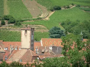 Ribeauvillé - Carnicerías Torre (antiguo campanario) y casas de la ciudad, los viñedos en el fondo