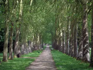 Richelieu - Park: Allee gesäumt mit Bäumen