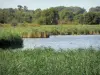 Riserva naturale di Chérine - Reeds (canne), Ricot laghetto e alberi nel Parco Naturale Regionale della Brenne