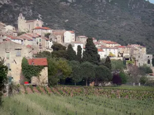 Roquebrun - Church and houses of the village, trees and vineyards, in the Orb valley, in the Upper Languedoc Regional Nature Park