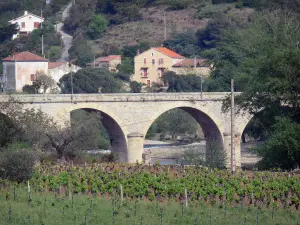 Roquebrun - Bridge over the Orb river, vineyards, houses and trees (Orb valley), in the Upper Languedoc Regional Nature Park