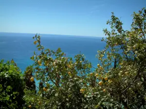 Roquebrune-Cap-Martin - Lemon tree and sea