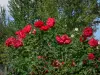 Rosen Park - Rosengarten: Rosen (Rosenstöcke), in Doué-la-Fontaine