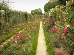 Rosengarten des Val-de-Marne - Rosengarten