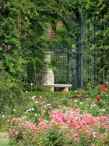 Rosengarten des Val-de-Marne - Blühende Rosen