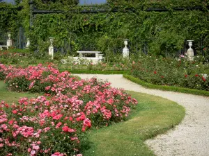 Rosengarten des Val-de-Marne - Blühende Rosen