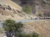 Route du col de Sarenne - Oisans : troupeau de moutons traversant la route pastorale du col de Sarenne