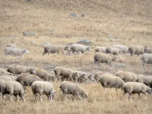 Route du col de Sarenne - Oisans : troupeau de moutons